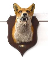 20th Century taxidermy red fox (Vulpes Vulpes) mask with open snarling mouth on wooden shield with