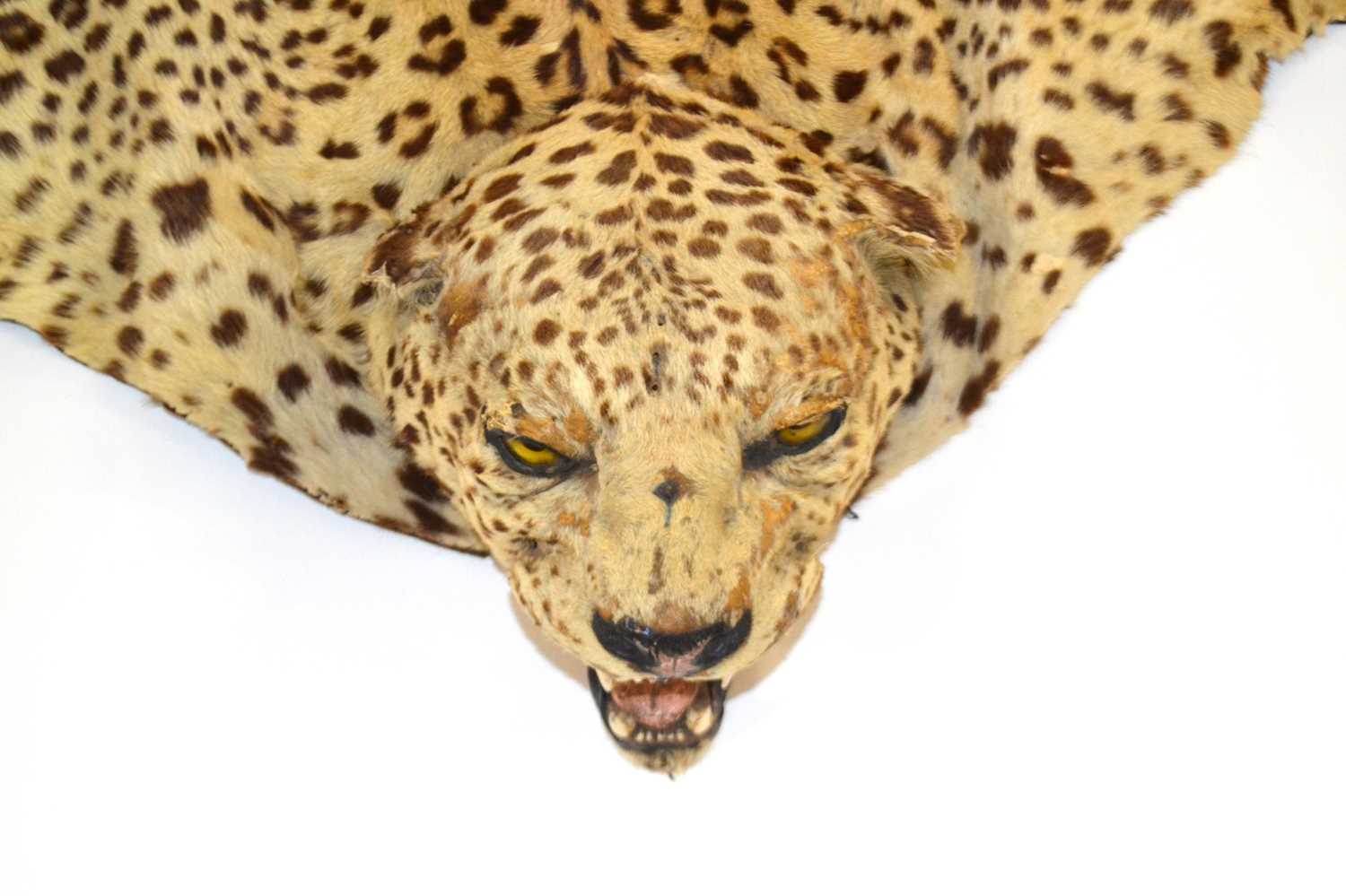 20th Century taxidermy leopard skin rug and mount, open gaping mouth head with glass eyes, by - Image 4 of 11