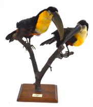Two taxidermy Toucans perched on a branch set in naturalist setting, plaque to base "Toucans,