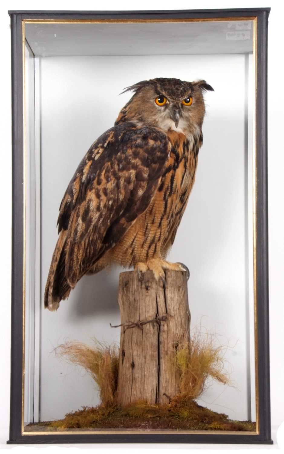 Very large and very well done taxidermy cased Eurasian Eagle Owl (Bubo Bubo) sitting on fence post - Image 3 of 3