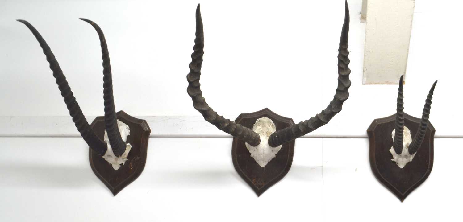 Three taxidermy antelope skull and horn trophies mounted on oak plaques with labels to reverse "