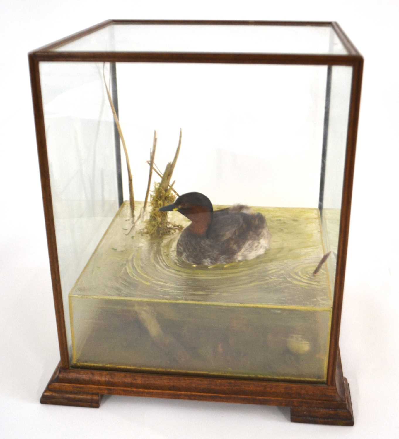Cased taxidermy Dab chick/Little Grebe (Tachybaptus Ruficollis) swimming in naturalistic setting,