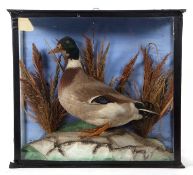 Early 20th century Taxidermy Mallard in black pine case set in naturalistic setting. Case