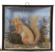 An early 20th Century Red Squirrel set in naturalistic setting in black painted pine case, bow front