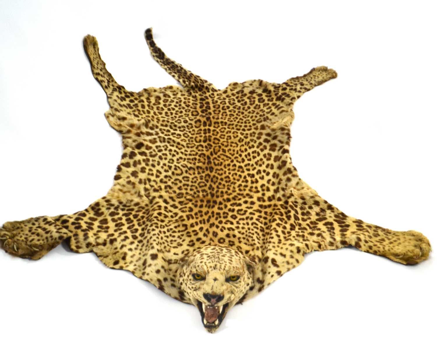 20th Century taxidermy leopard skin rug and mount, open gaping mouth head with glass eyes, by