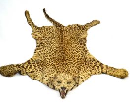 20th Century taxidermy leopard skin rug and mount, open gaping mouth head with glass eyes, by