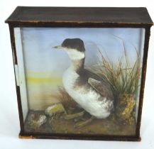 A Victorian cased Slovonian Grebe in winter plumage set in naturalist setting, case dimensions,