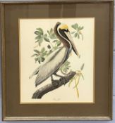 British, 20th century, 'Brown Pelican' (Pelecanus Fuscus), chromolithograph (restrike), 34x42cm,