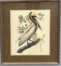 British, 20th century, 'Brown Pelican' (Pelecanus Fuscus), chromolithograph (restrike), 34x42cm,