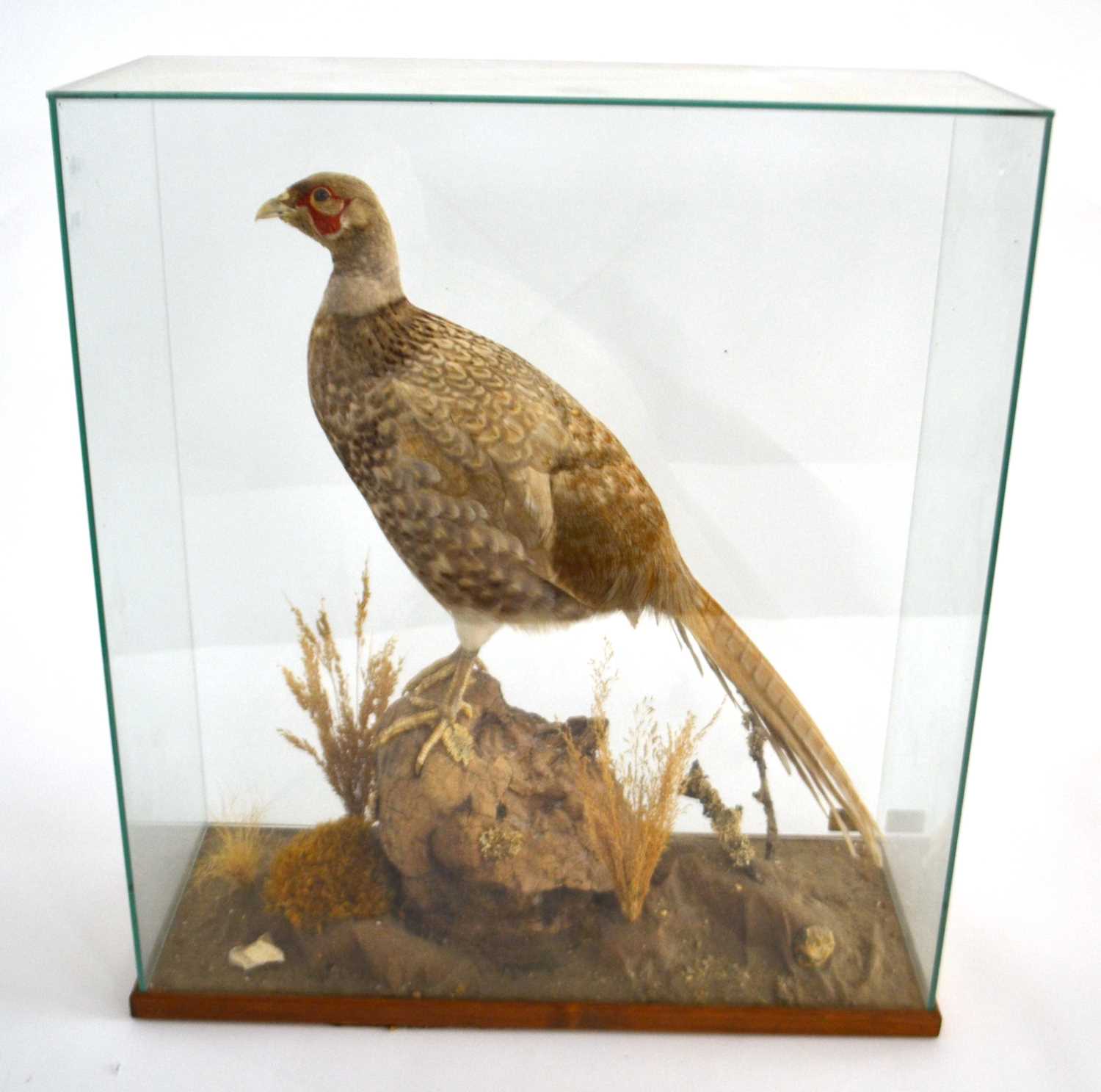 Taxidermy male Common White/Leucistic Pheasant (Phasianus Colchicus) in naturalist setting under