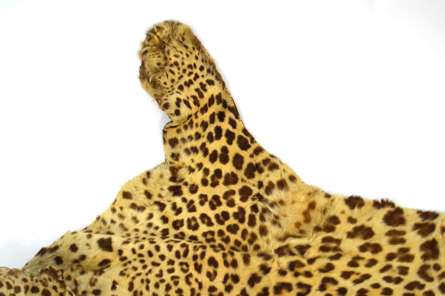 20th Century taxidermy leopard skin rug and mount, open gaping mouth head with glass eyes, by - Image 9 of 11