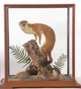 Taxidermy cased stoat (Mustela Erminea) by Taxidermist Adrian Edwards, label/sticker to case, in