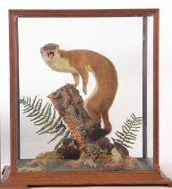 Taxidermy cased stoat (Mustela Erminea) by Taxidermist Adrian Edwards, label/sticker to case, in