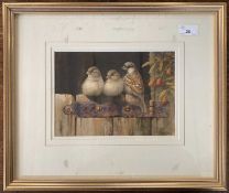 Neil Cox (British,b.1955), a trio of perched sparrows, watercolour, signed,17x25cm, framed and