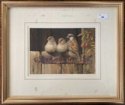 Neil Cox (British,b.1955), a trio of perched sparrows, watercolour, signed,17x25cm, framed and