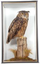 Very large and very well done taxidermy cased Eurasian Eagle Owl (Bubo Bubo) sitting on fence post