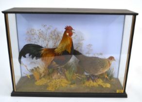 Taxidermy cased cock and bird Dutch Bantom Chickens set in naturalist setting by Taxidermist Richard