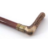 A horn handled walking stick, the pull off handle reveals a barrel holding a corkscrew (a/f)