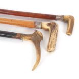 A group of three stag horn handled walking sticks (a/f) (3)