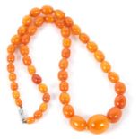 A butterscotch amber bead necklace, the oval graduated beads between 6 - 20mm, with metal clasp,