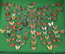 A cased display of approximately 90 butterfly enamelled and similar butterfly brooches