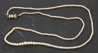 A seed pearl necklace, the graduated seed pearls, between 1.5 - 3.5mm, with seed pearl set yellow