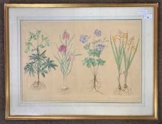 Circa 20th century botanical watercolour, snowdrop to lower right, 23x16ins, framed and glazed.