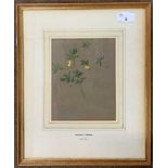 Archibald Thorburn (Scottish,1860-1935), study of celandine, watercolour, stamped, 5.5x7ins,