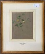 Archibald Thorburn (Scottish,1860-1935), study of celandine, watercolour, stamped, 5.5x7ins,