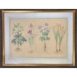 Circa 20th century botanical watercolour, snowdrop to lower right, 23x16ins, framed and glazed.