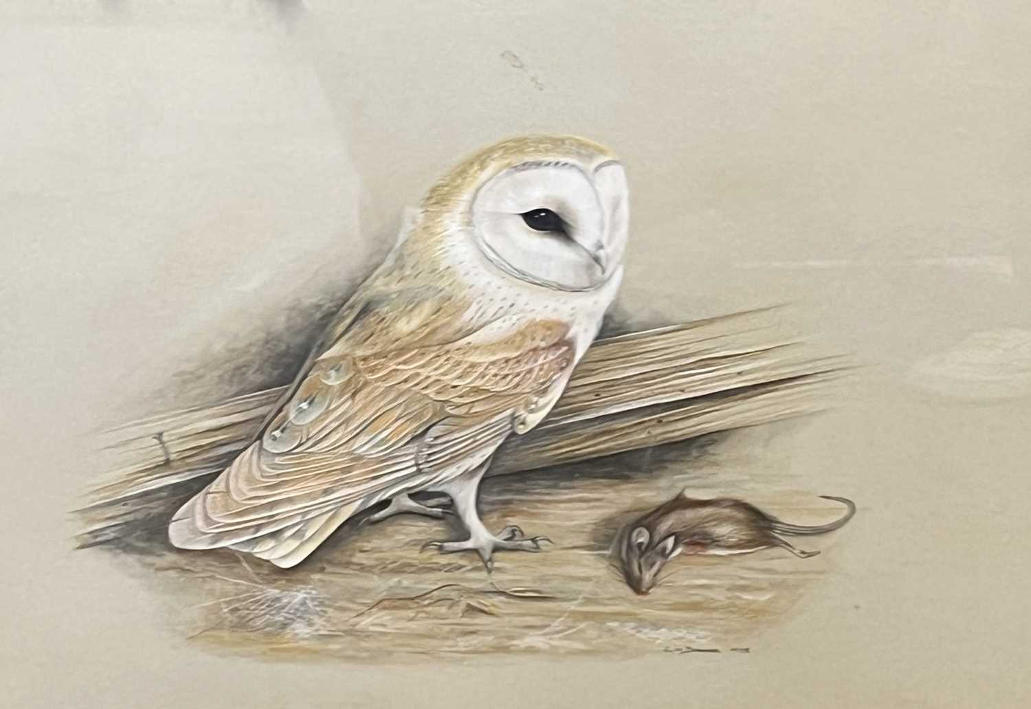 Carl Donner (British, b.1957), a Barn Owl with prey, watercolour, signed and dated 1975,