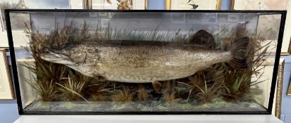 Large Taxidermy cased Pike in naturalistic setting by E C Saunders of Great Yarmouth (label bottom