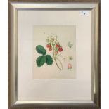 William Hocker (British,1779-1832), 'The Pine Strawberry', watercolour on paper, dated 1813,