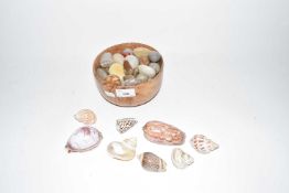 Collection of various seashells and polished pebbles
