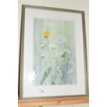 Sara Kenyon - Study of Dandelions, framed and glazed