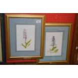 J E Looke, studies Bugle and Early Purple Orchid, watercolours, gilt framed and glazed (2)
