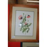 Folkes, study of opium poppy, watercolour, framed and glazed