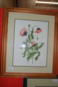 Folkes, study of opium poppy, watercolour, framed and glazed