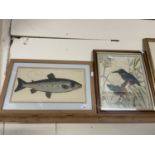 Reproduction framed print of a salmon together with a watercolour of kingfishers