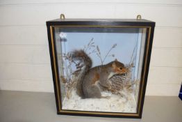 20th Century taxidermy grey squirrel in winter setting