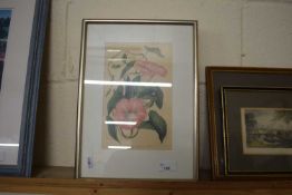A set of four botanical illustrations, framed and glazed