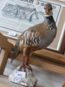 Taxidermy French partridge