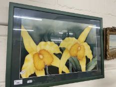 Framed study Yellow Orchids