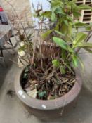 A bush in a large brown glazed pot