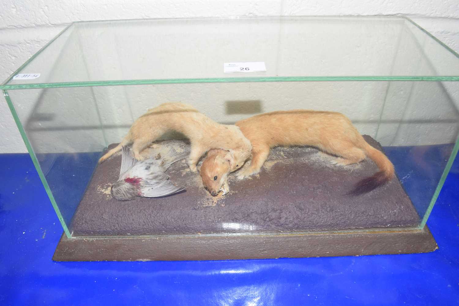 A taxidermy display of a stoat and a weasel fighting over a dead bird