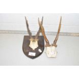 Two sets of Roebuck antlers