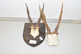Two sets of Roebuck antlers