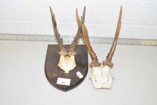 Two sets of Roebuck antlers