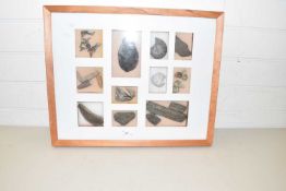 Framed display of various fossils and a knapped flint axe head