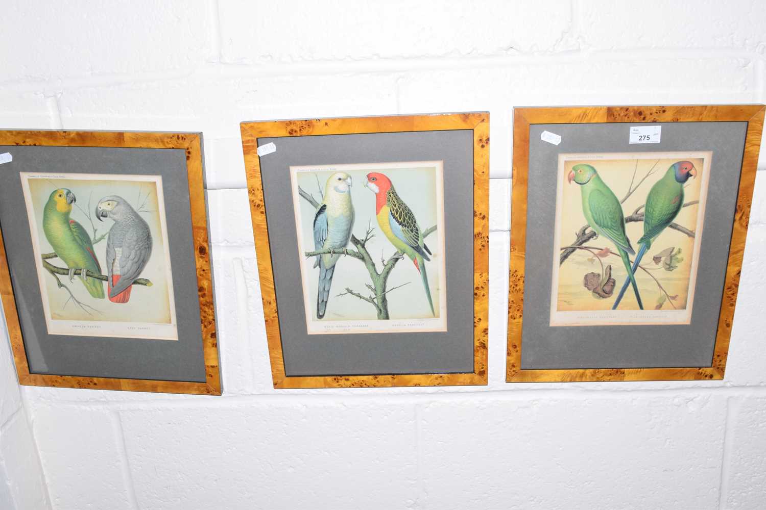 Three reproduction prints of tropical birds after Cassell's canaries and caged birds, glazed with